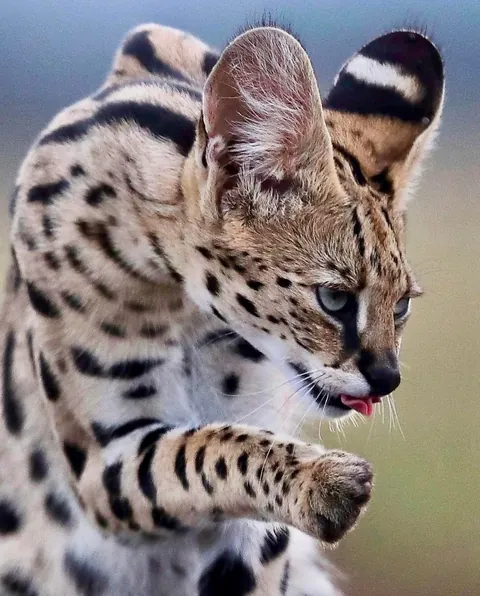 🔥Leg Goals: Servals Are the Supermodels of the Animal Kingdom