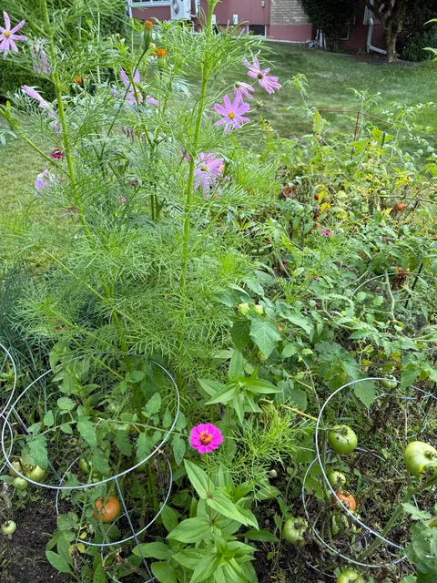 My wife threw a handful of flower seeds in with our tomatoes this year.