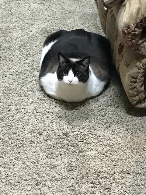 My in-law's cat is a puddle.