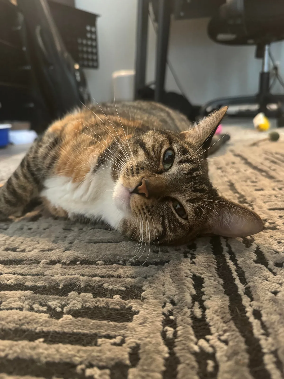 Labeled as extremely” aggressive” by the pet shelter and past owner