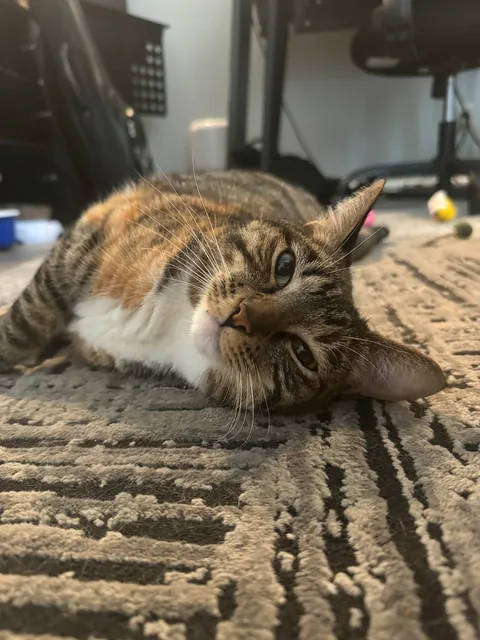 Labeled as extremely” aggressive” by the pet shelter and past owner