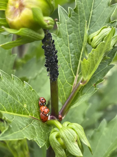 Guys, please. Focus on your jobs