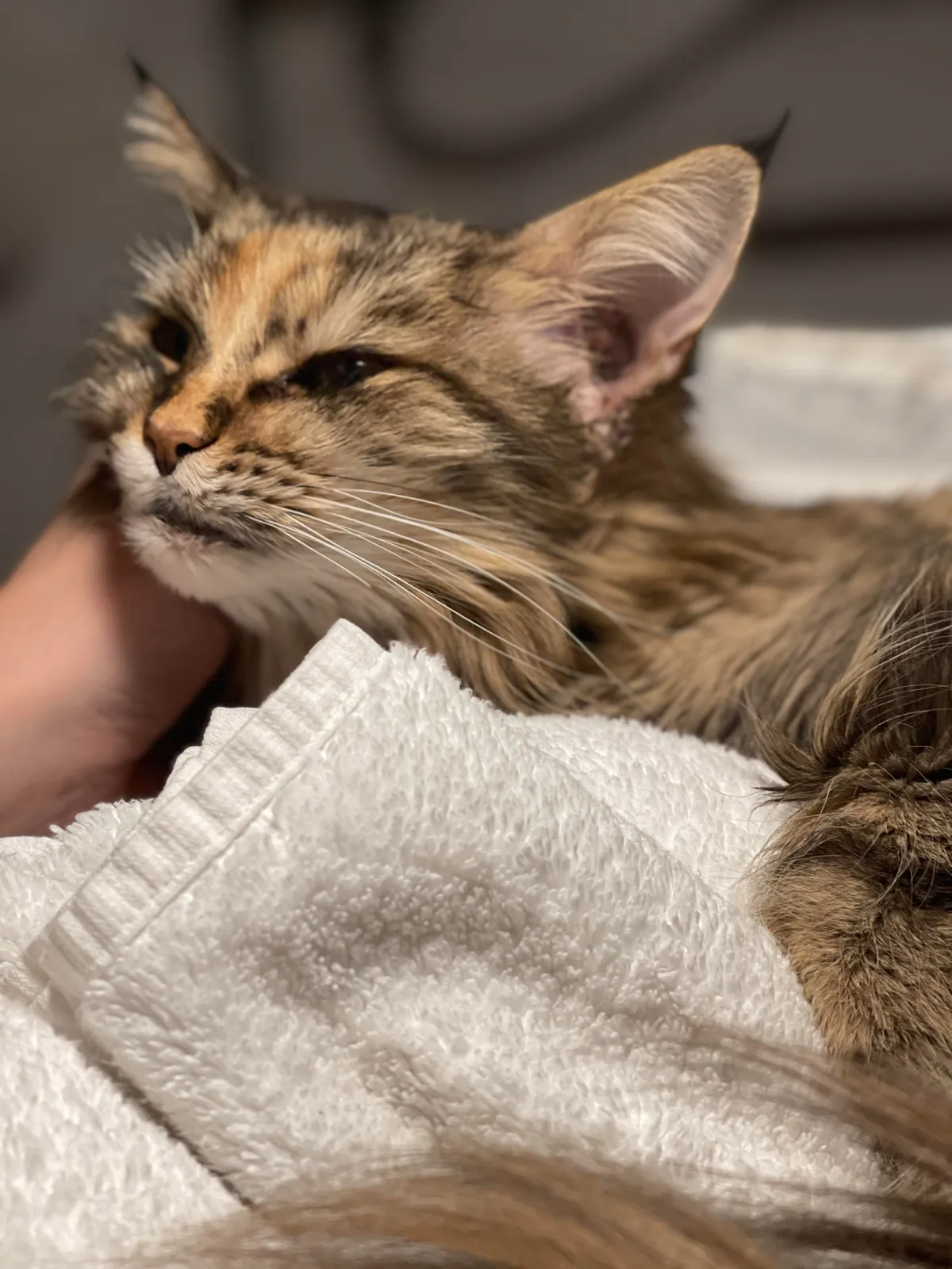 I don’t know how much longer she has. She’s 15 and has a mass in her ear. Vet is sure it’s cancer. All we can do is make her comfortable and pain free. I’ve got a vet who will come to the house when the time comes. I just love her and want to share her with you.