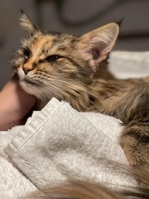 I don’t know how much longer she has. She’s 15 and has a mass in her ear. Vet is sure it’s cancer. All we can do is make her comfortable and pain free. I’ve got a vet who will come to the house when the time comes. I just love her and want to share her with you.