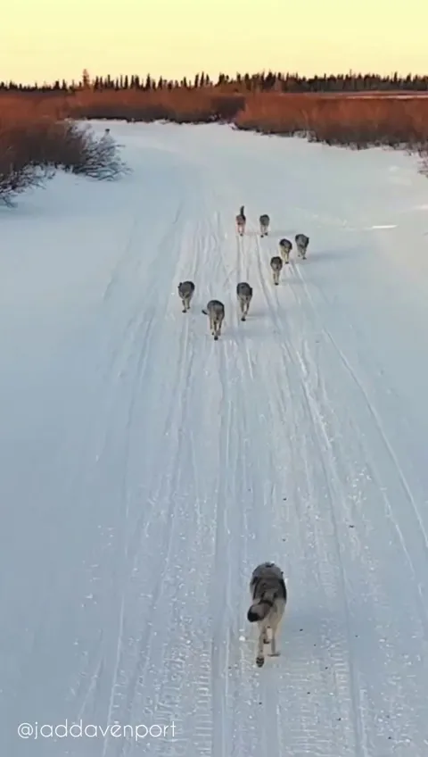 🔥 Precious reactions when mother wolf returns to pack - Manitoba, Canada