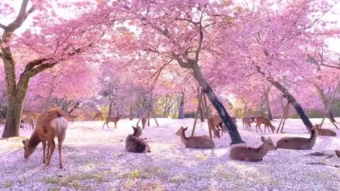 🔥 Herd of deer relaxing among some cherry blossom trees in Nara, Japan.