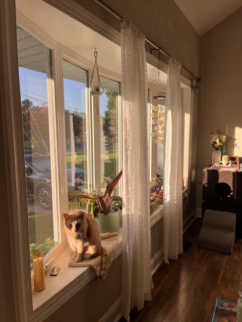 ✨Golden Hour✨ (plus cat)