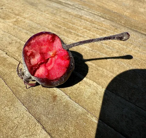 The most beautiful apples I’ve grown this year