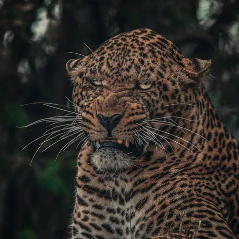 🔥 this leopard is done with this bulls***