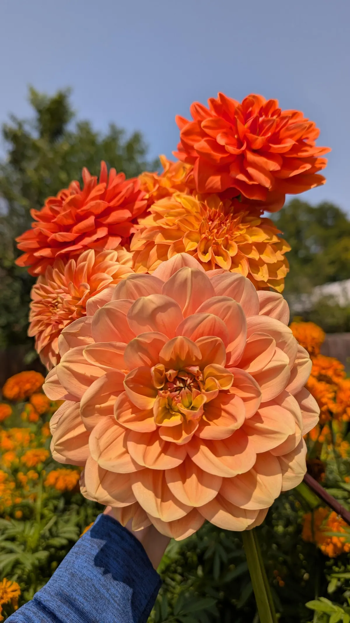 Three years ago I replaced my lawn with garden beds to cope with chronic illness and depression. What started as a hobby has grown into a small flower farm and a brighter chapter in my life.