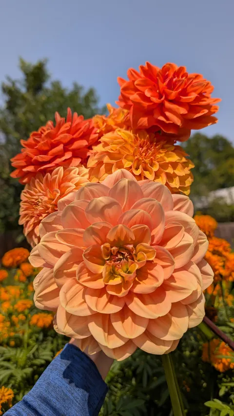 Three years ago I replaced my lawn with garden beds to cope with chronic illness and depression. What started as a hobby has grown into a small flower farm and a brighter chapter in my life.