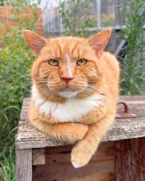 Yolanda is always so happy when I visit her at the cat hospice. Other hospice cats are included