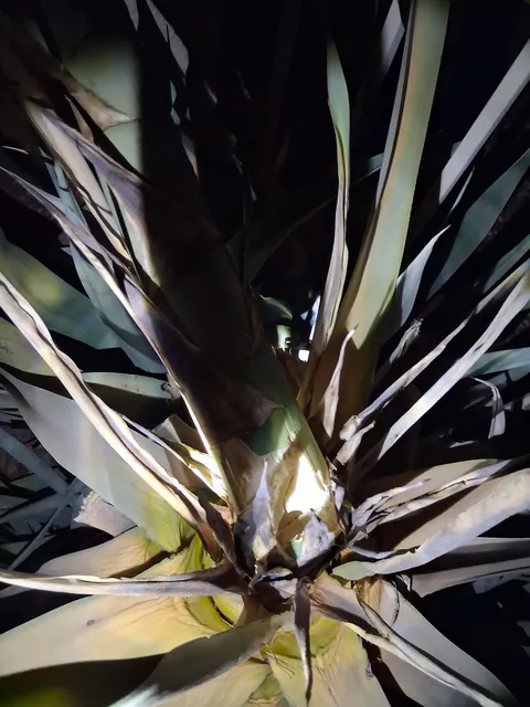 My century plant fell today in a huge dyst storm while I was at work