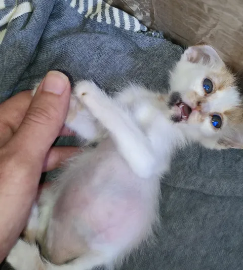 A kitten I rescued has very little her on belly, I can literaly see her internal organs. Is this normal at this age? (I don't know old is she)