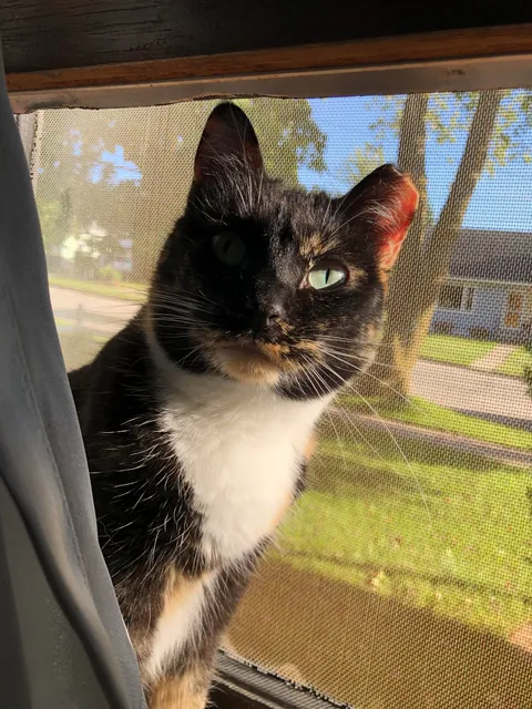 My sweet Petunia, has cancer.