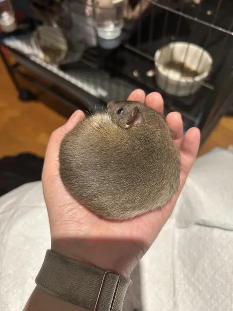 I adopted a rat, but received a cute kiwi fruit instead!