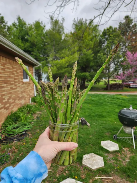 I've waited 3 years for this! I started this asparagus from seeds. Very satisfied with myself right now.