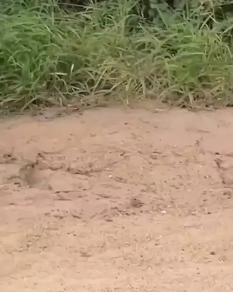 🔥This duckling played dead and got away from leopard