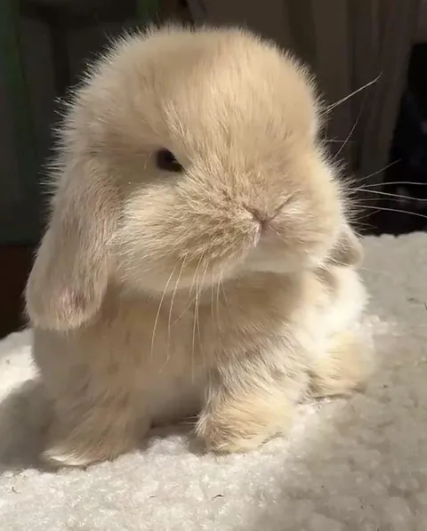 Little bunny