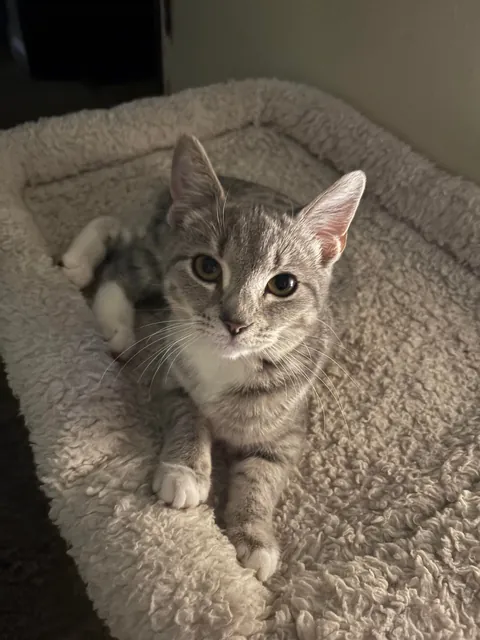 Sweet and cute but traumatized