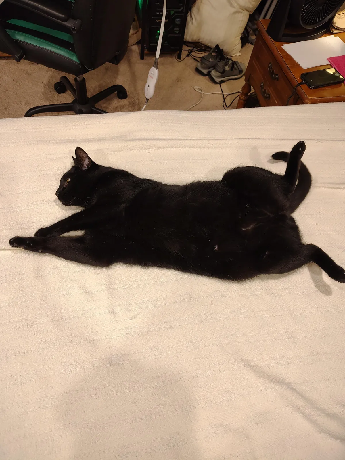 I washed the white blanket after Samhain made it grey again. This is him not 30 seconds after I put it back on the bed. Every single time...