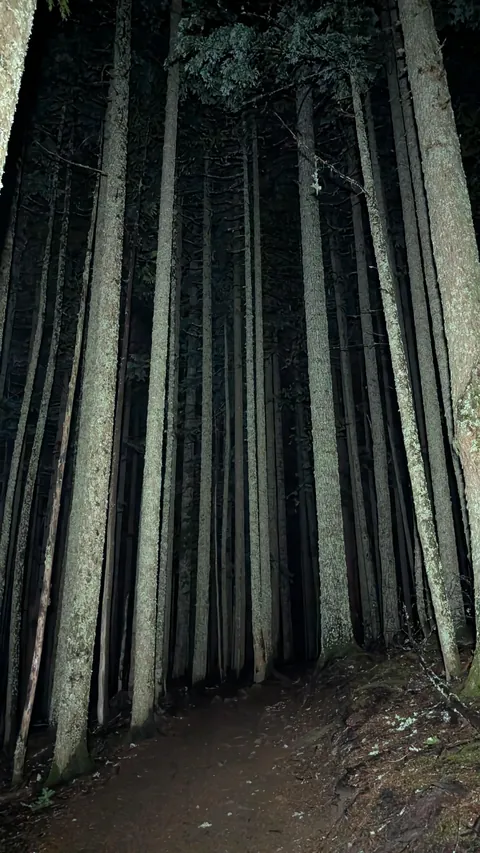 Early morning in the forest