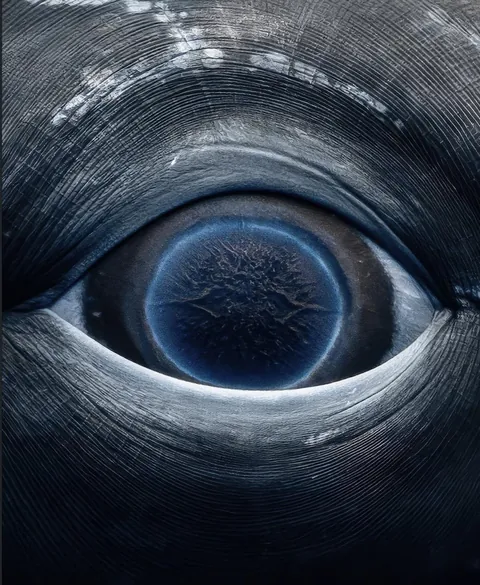 🔥 Whale Eye by Rachel Moore 🔥