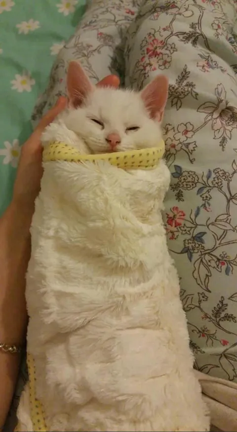 My cat Dante when he was a kitten