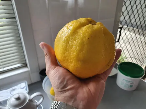 My Meyer Lemon Tree~