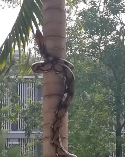 🔥 Reticulated python climbing a coconut tree