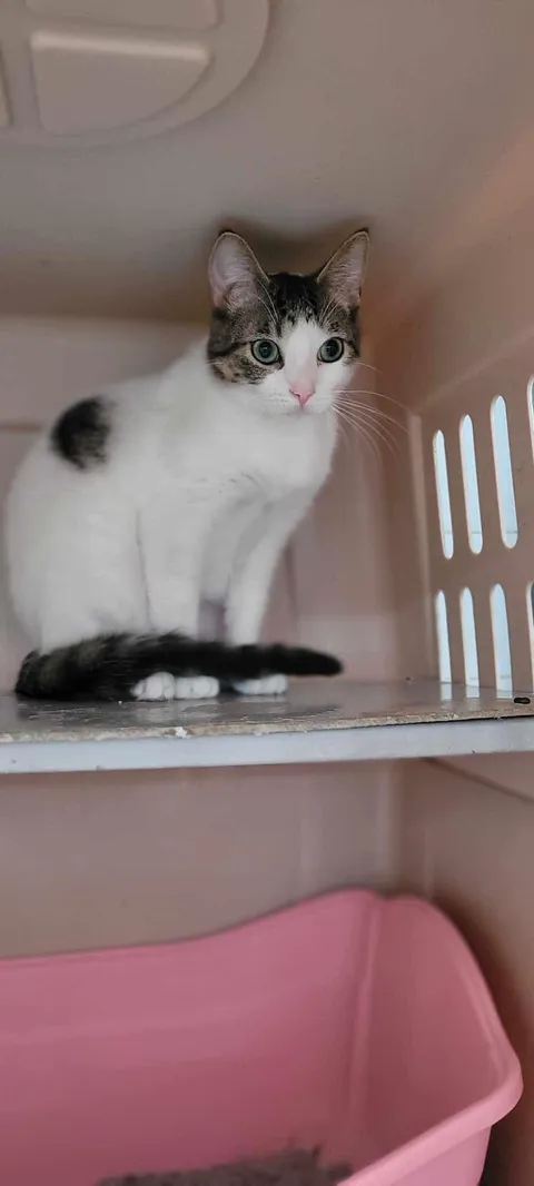 Fabiola from our shelter was also adopted today!!!❤️❤️❤️