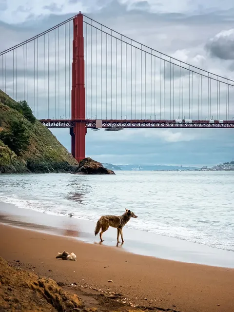 ITAP of a coyote on the beach