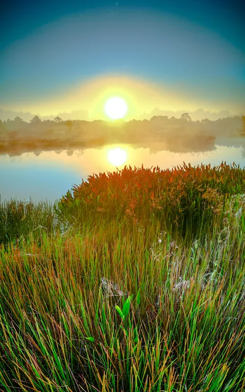 🔥 Spiderwebs Among The Misty Morning Grass