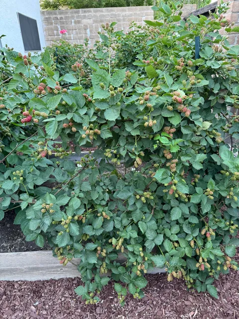 My blackberry harvest this season!