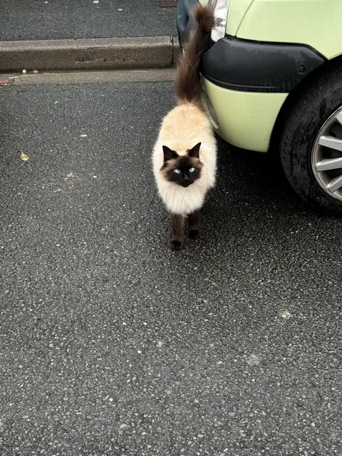 While running I bumped into this splendid specimen