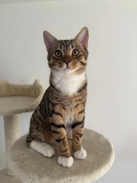 Cocoa and beans aged 5 months