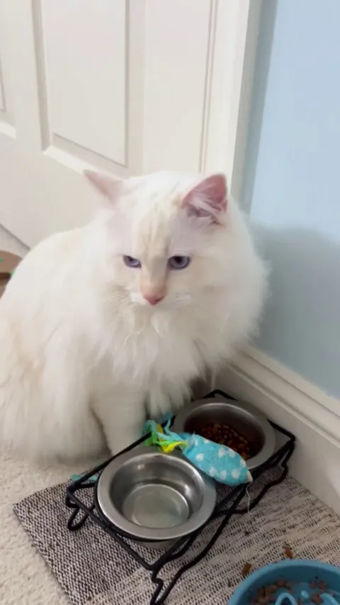 Why does my cat put his favorite toy in his water bowl