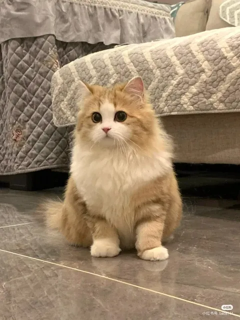 The roundest eyes and the fluffiest chest