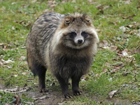 🔥 This is the Raccoon Dog. They are the only species of wild dog that hibernates during the winter. 🔥