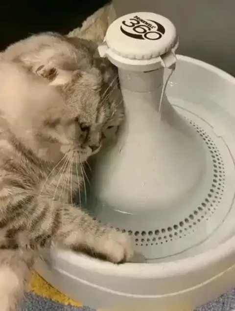 Dear diary, I want to tell you what a sad day today is