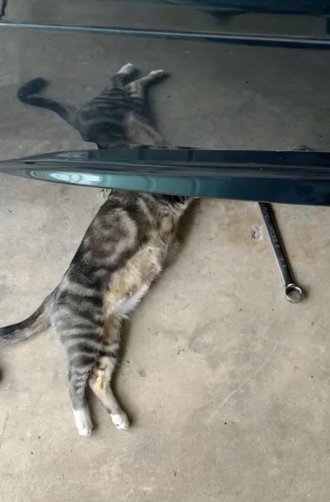 Mechanic Cat installing new cat-alytic converters.