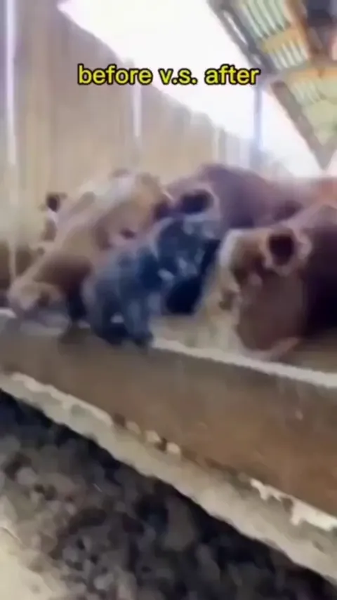 The Inspector has grown up