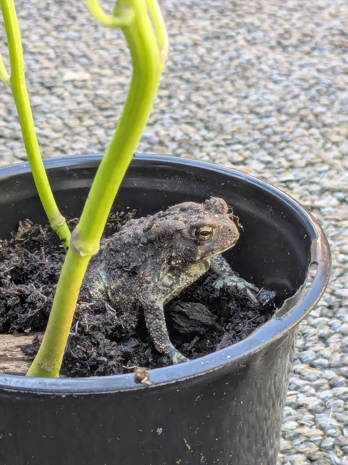 A toad was hibernating in my peppers 😭
