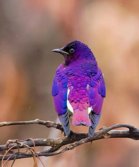 🔥 violet starling