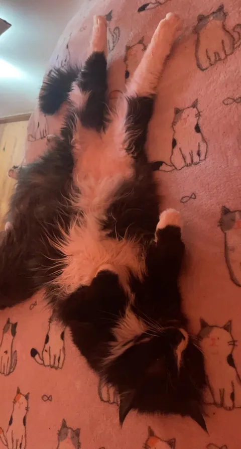 Cookie is 25 today! Tell her Happy Birthday 🥳❤️