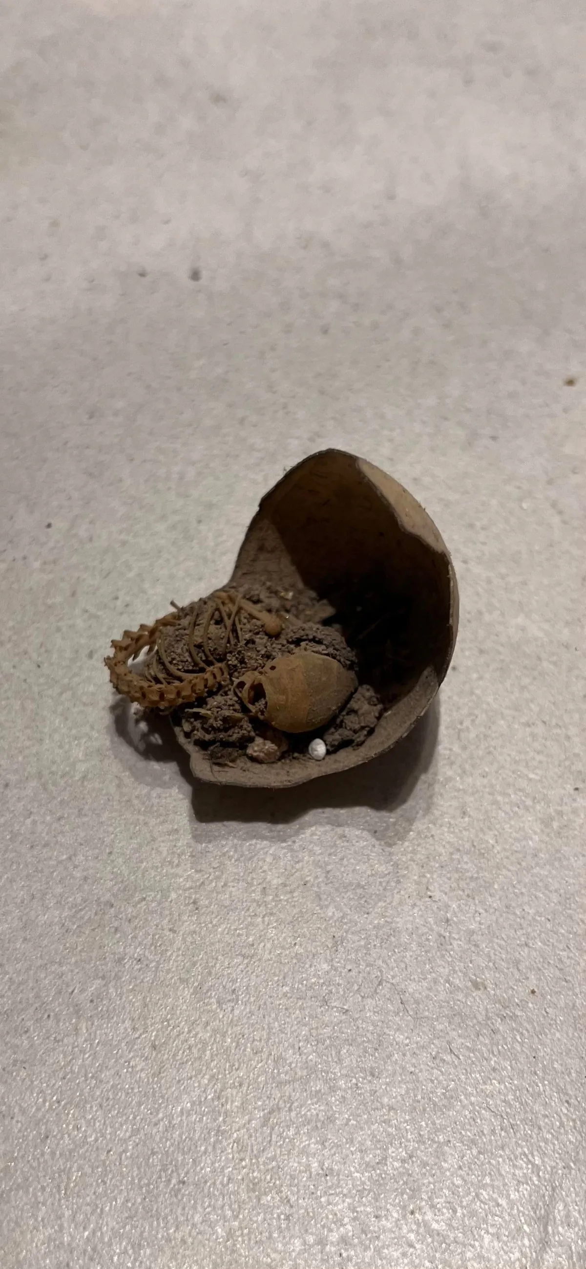 A Tiny Skeleton Inside A Broken Egg… Hidden Under My Second-Floor Floorboards.