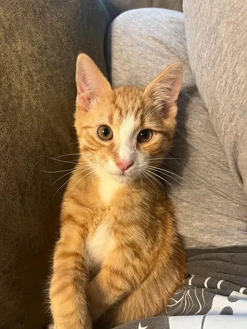 He’s so cute, but an absolute menace