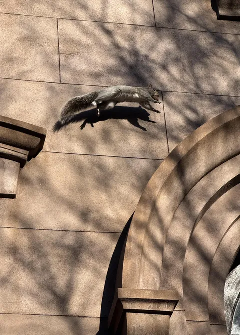 I accidentally got a lucky shot of a jumping squirrel 