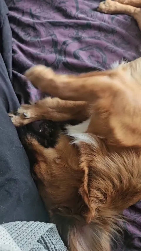 Kevin is so clever that he was scratching an itch on my leg i didnt even know I had.