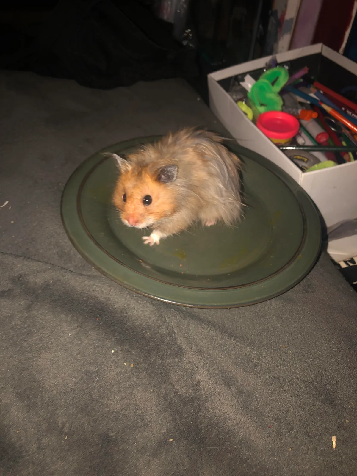 Mods are asleep- upvote my hamster named Bitcoin